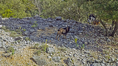 Die Wilden Ziegen  der Ardèche-Schlucht