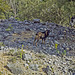 Die Wilden Ziegen  der Ardèche-Schlucht