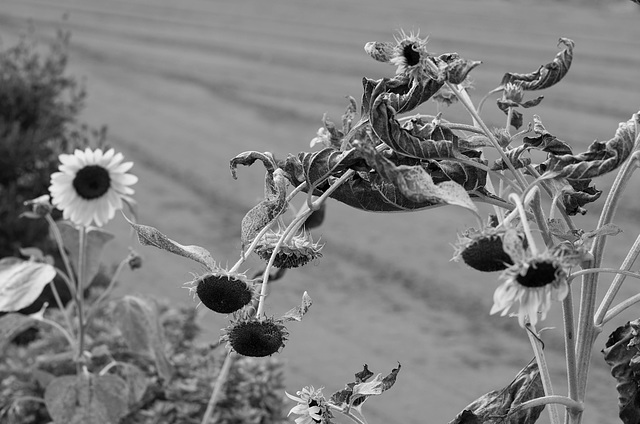 Decaying sunflower