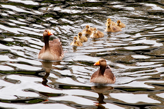 The Goose family