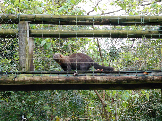 DSCN4016 - irara Eira barbara, Mustelidae Carnivora