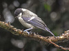 20170724 2618CPw [D~LIP] Weidenmeise (Poecile montanus), Bad Salzuflen