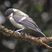 20170724 2618CPw [D~LIP] Weidenmeise (Poecile montanus), Bad Salzuflen