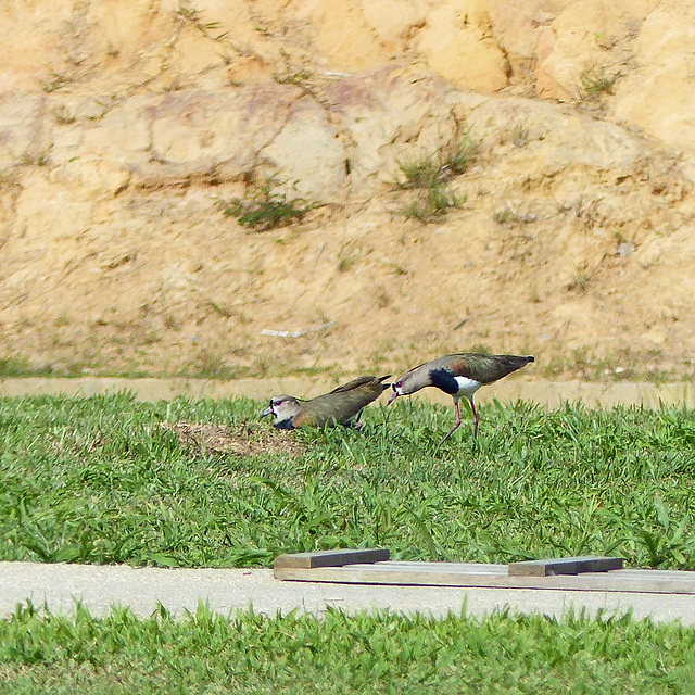 Southern Lapwing, Trinidad