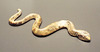 Brown and Yellow Snake in the Getty Villa, June 2016