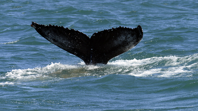 Humpback whale, Skjálfandi  DSC3362