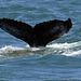 Humpback whale, Skjálfandi  DSC3362