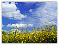 Bavaria Blue with rapeseed (◕‿-)