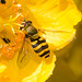 HoverflyIMG 5389