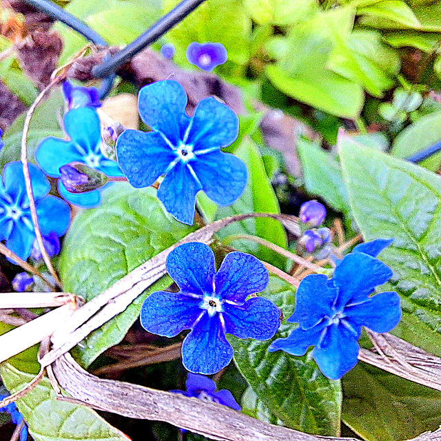 Frühlings-Nabelnüsschen / Großes Vergissmeinnicht (Omphalodes verna)