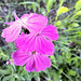 Kartäusernelke / Steinnelke (Dianthus carthusianorum)