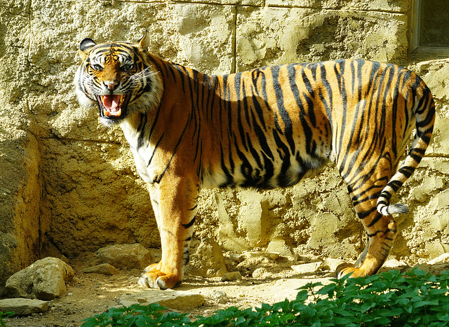 Sumatra-Tiger