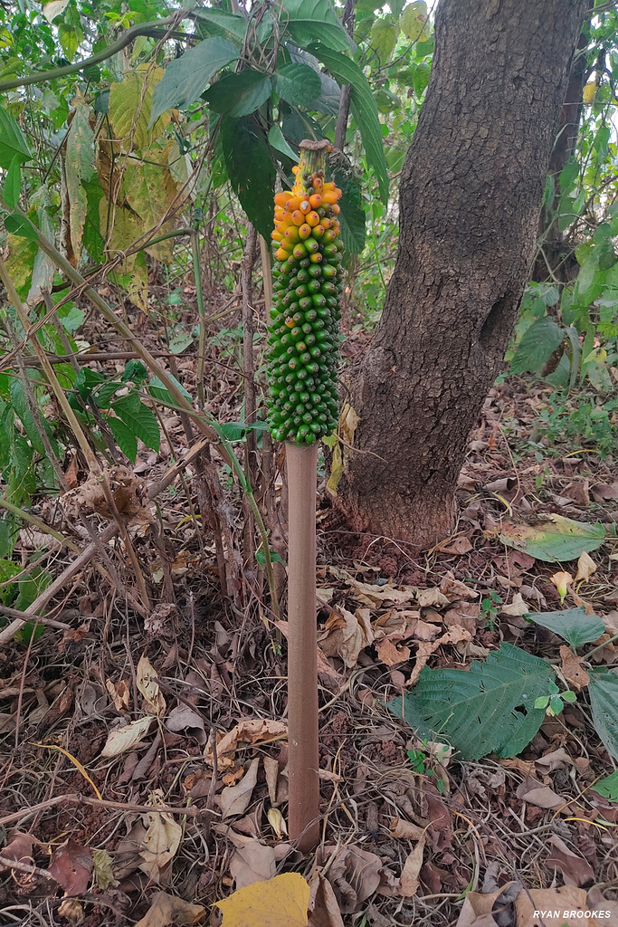 20231106-121144 Amorphophallus paeoniifolius (Dennst.) Nicolson