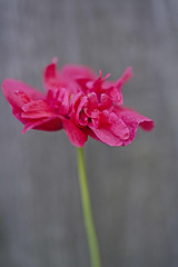 red macro