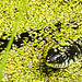 20230810 3743CPw [D~MS] Ringelnatter (Natrix natrix), Rieselfelder Münster