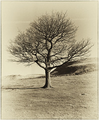 A Dovestone Tree