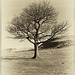 A Dovestone Tree