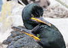 Shag