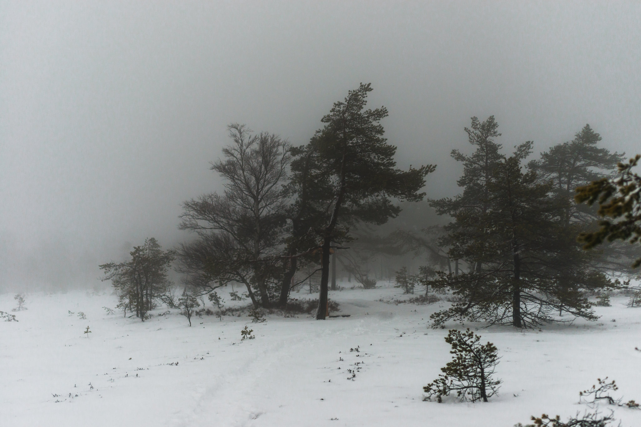 Dämmerung im Moor - 20150101