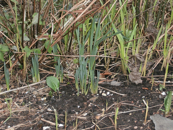 Some new growth in the garden