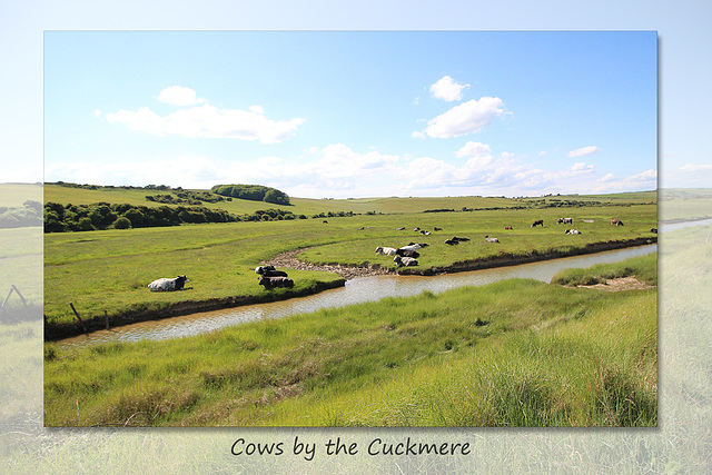 Cows by the Cuckmere - 8.6.2015