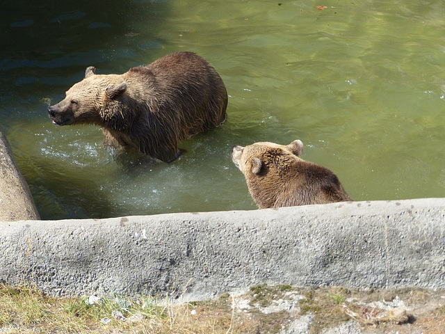 Helsinki Zoo (13) - 2 August 2016