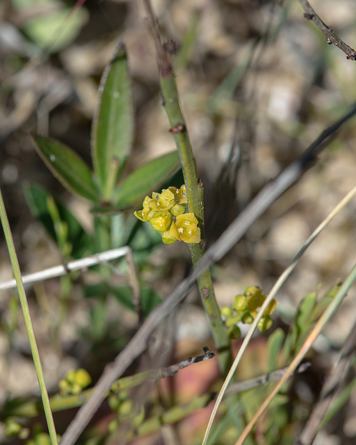 Ephedra helvetica, Schweizer Meerträubchen - 2016-04-28 D4  DSC7111