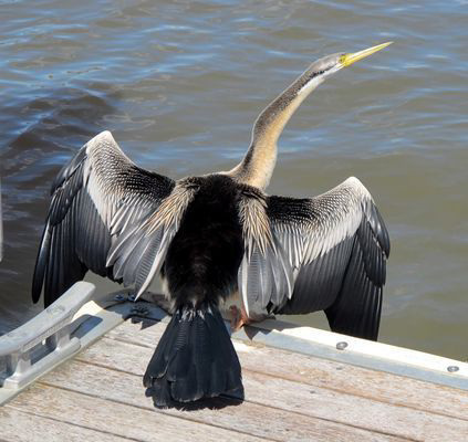 'darter' séchant ses ailes