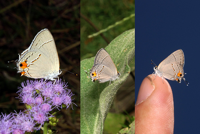 Tiny Gray Hairstreak