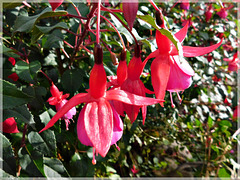 Fuchsia à la Sècherie Saint Maden (22)