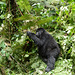 Uganda, Bwindi Forest, Female Gorilla in the Jungle