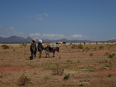 Trek to Erar Community Guesthouse -  donkeymen and donkeys