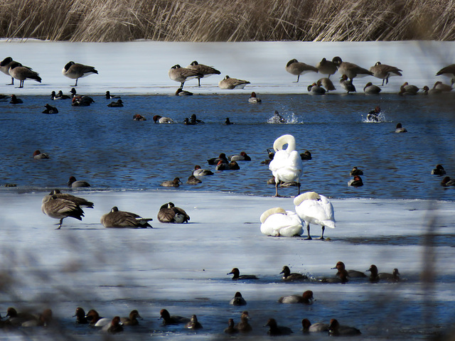 A busy March day in the park