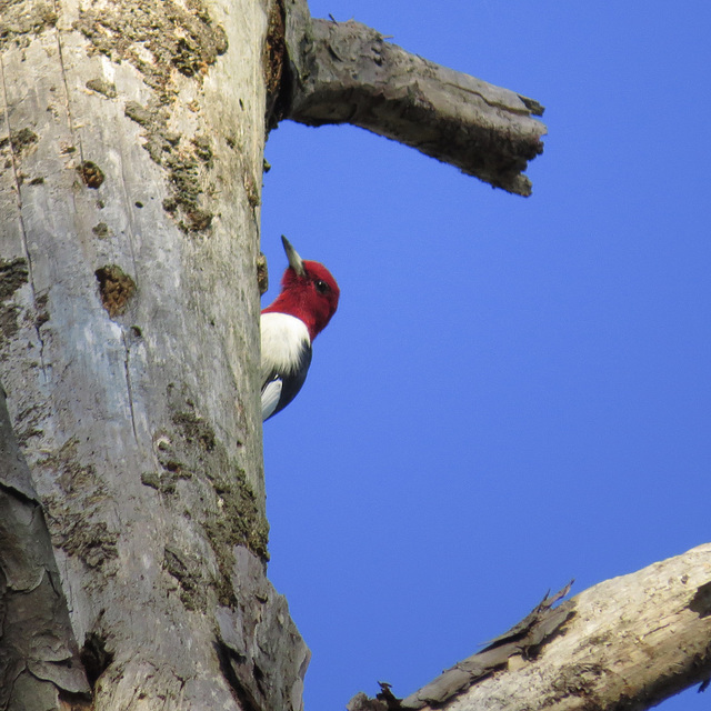 Peek-a-boo! Red-headed woodpecker