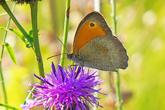 Die Wiese lebt (7) - The meadow is living (7)