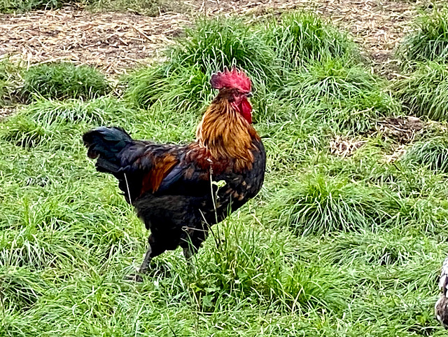 Hahn auf dem Heidehof