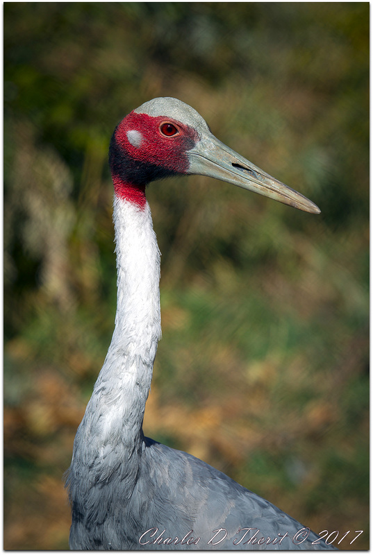 Sarus Crane