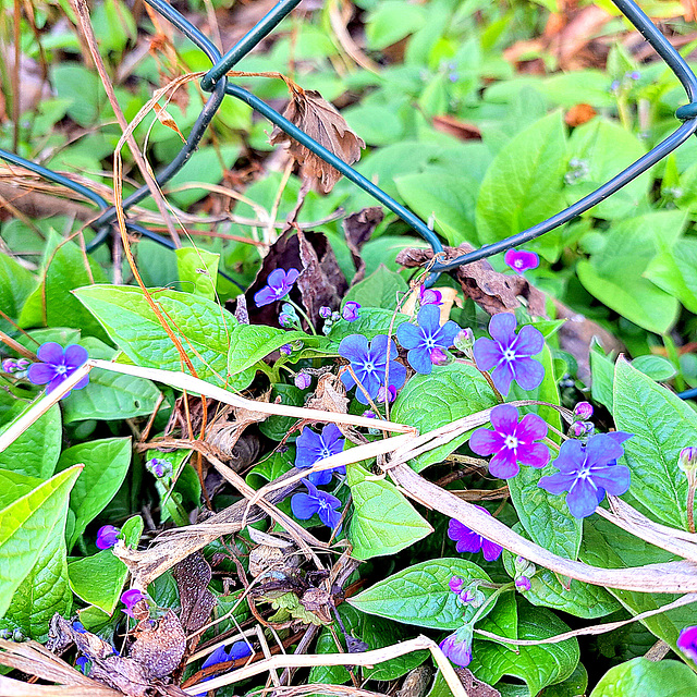 Frühlings-Nabelnüsschen / Großes Vergissmeinnicht (Omphalodes verna)