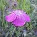 Kartäusernelke / Steinnelke (Dianthus carthusianorum)