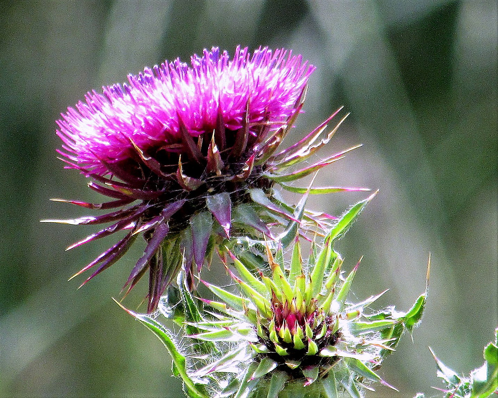 Thistle Flower And Seedhead.