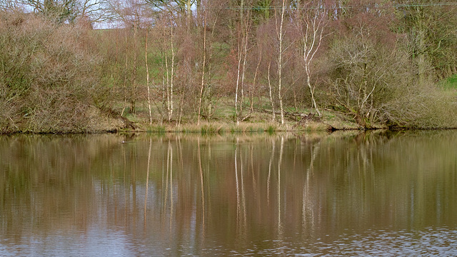 Little Grebe spotted after …