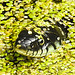 20230810 3744CPw [D~MS] Ringelnatter (Natrix natrix), Rieselfelder Münster