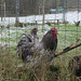 Winter at last. (HFF)
