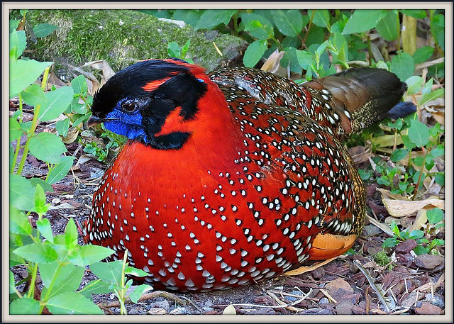 TRAGOPAN DE TEMMINCK.....Bon we mes ami(e)s❤️