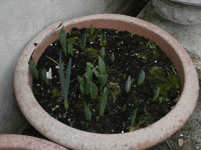 Tulips are looking promising