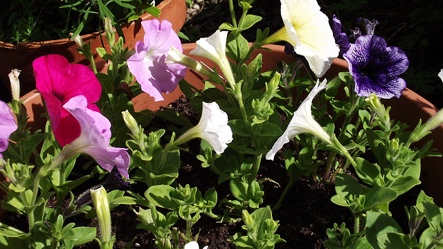 Petunias are spreading