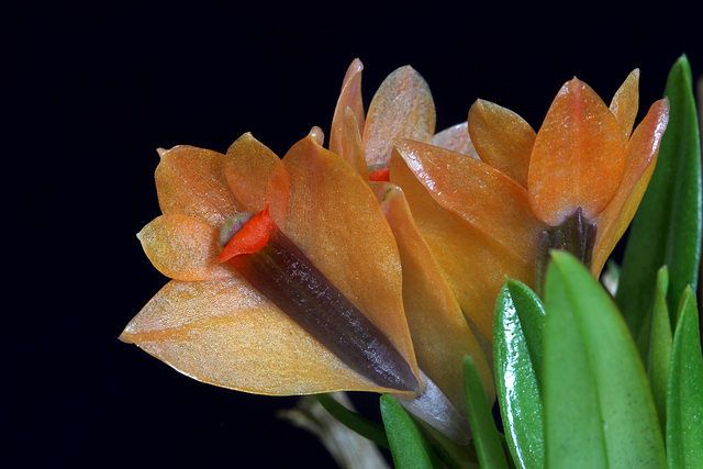 Dendrobium vexillarius