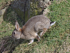 EF7A7413rabbit