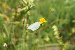 Weiblicher Zitronenfalter (Gonepteryx rhamni) Weiblicher Zitronenfalter (Gonepteryx rhamni)