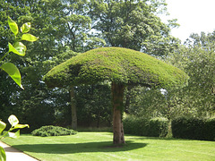 Tree or Mushroom
